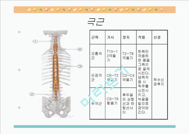 [의학,약학][해부생리] 척추를 움직이는 근육들   (5 )